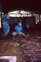 Men preparing jugube vines for Daime tea